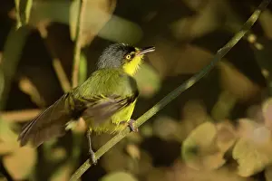 Lored: Yellow-lored Tody-Flycatcher / Grey-headed Tody-Flycatcher