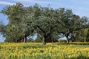 Cork: Yellow Lupin - planted under Cork Oak (Quercus suber)