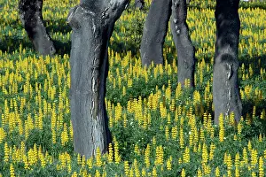 Cork: Yellow Lupin - planted under Cork Oak (Quercus suber)