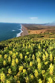 Reyes: Yellow lupine above Point Reyes Beach at