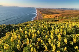 Reyes: Yellow lupine above Point Reyes Beach at