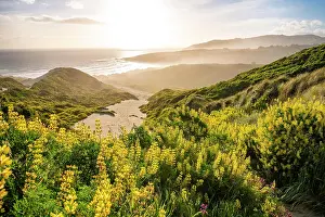 Lupin: Yellow Lupines (Lupinus luteus) on sand dunes, view