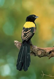 Euplectes: Yellow-mantled Whydah