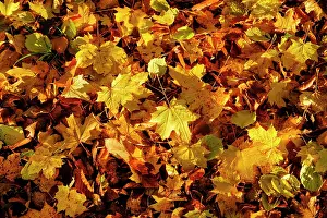 251119: Yellow maple leaves, autumn leaves on the ground