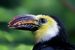 Masked: Yellow-masked Hornbill (Rhabdotorrhinus exarhatus