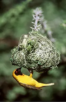 Weavers: YELLOW MASKED WEAVER - breeding male at nest to