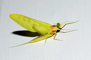 Native: Yellow Mayfly (Ameletopsis perscitus, dun stage