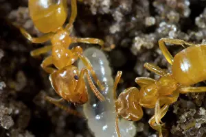 Flavus: Yellow Meadow Ant