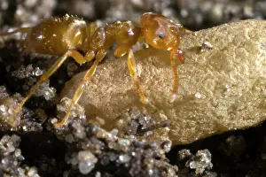 Flavus: Yellow Meadow Ant