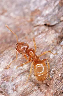 Flavus: Yellow Meadow ANT - on wood
