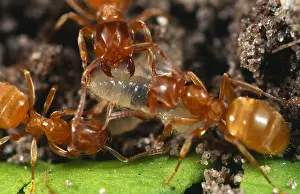 Ants: Yellow Meadow Ants (Lasius flavus) carrying an