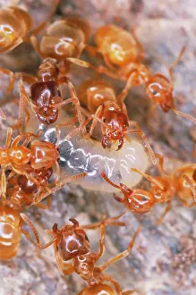 Flavus: YELLOW MEADOW ANTS - tending larvae