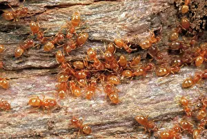 Flavus: YELLOW MEADOW ANTS - ON WOOD