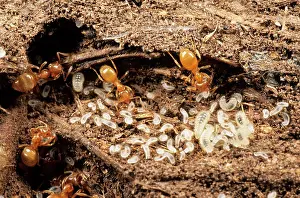 Flavus: Yellow Meadow ANTS - with young larvae