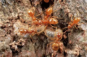 Flavus: Yellow Meadow ANTS - with young larvae