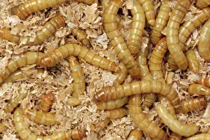 Storage: Yellow mealworm