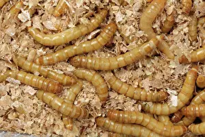 Storage: Yellow mealworm