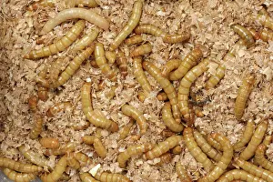Storage: Yellow mealworm