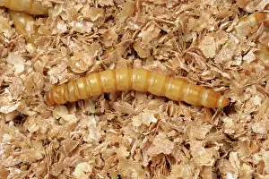 Storage: Yellow mealworm