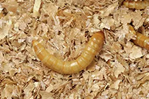 Storage: Yellow mealworm