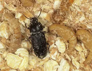 Storage: Yellow mealworm beetle