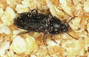 Storage: Yellow mealworm beetle