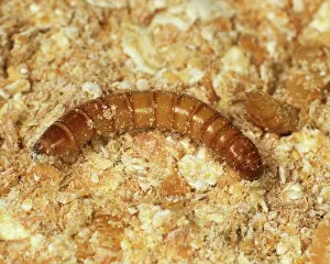 Storage: Yellow mealworm beetle larva