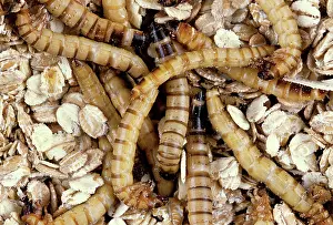 Grub: Yellow Mealworm Beetle larvae