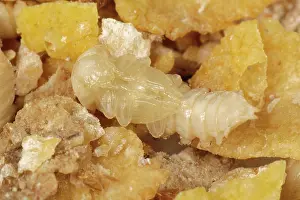 Storage: Yellow mealworm pupa