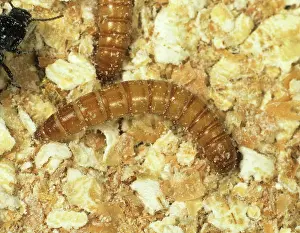 Household: Yellow mealworm (Tenebrio molitor)