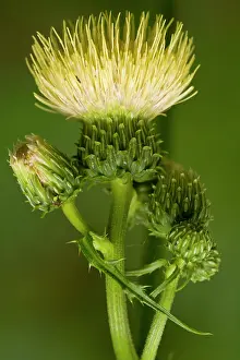 Melancholy: Yellow Melancholy Thistle - in flower - Slovenia