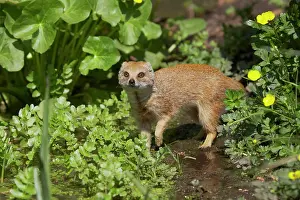 Cynictis: Yellow Mongoose