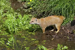 Cynictis: Yellow Mongoose