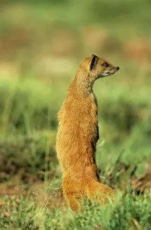 Penicillata: Yellow MONGOOSE