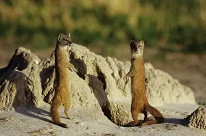 Mongooses: Yellow Mongoose