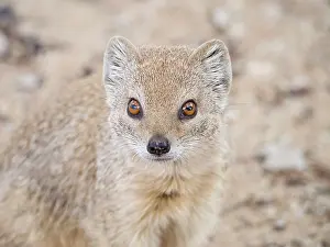 Cynictis: Yellow Mongoose
