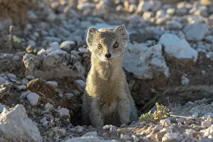 Single Animal: YELLOW MONGOOSE