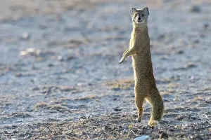 Surveillance: YELLOW MONGOOSE