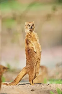 200722: Yellow mongoose (Cynictis penicillata) standing