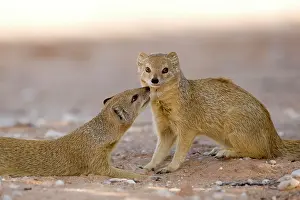 Cynictis: Yellow Mongoose - displaying social interaction
