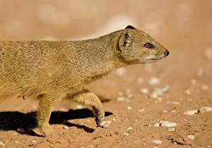 Whilst: Yellow Mongoose - Half body portrait whilst on