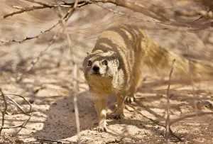 Cynictis: Yellow Mongoose. hunting in daytime - Kalahari