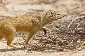 Mongooses: Yellow Mongoose - hunting in daytime. Kalahari