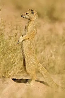 Cynictis: Yellow Mongoose - Keeping a lookout for danger