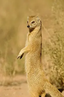 Cynictis: Yellow Mongoose - Keeping a lookout for danger