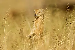 Cynictis: Yellow Mongoose - Keeping a lookout for danger