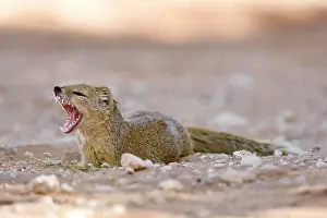 Cynictis: Yellow Mongoose - Lying in the shade and fletching