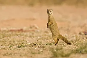 Cynictis: Yellow Mongoose - out in the open