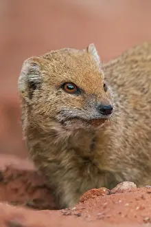 Hunter: Yellow mongoose pauses a moment while digging for a meal in