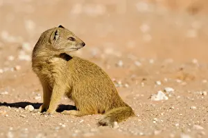 Cynictis: Yellow Mongoose - side profile looking over its shoulder